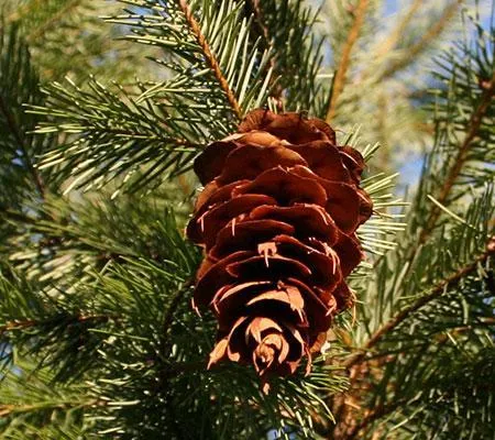Douglas Fir Tree