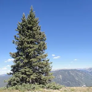 Douglas Fir Tree