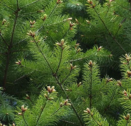 Douglas Fir Tree